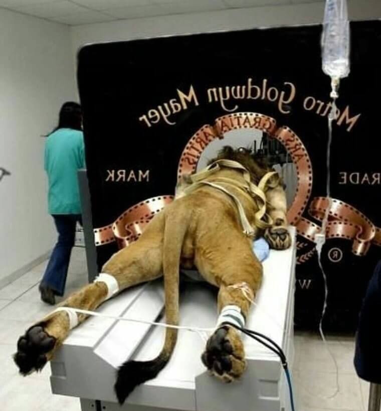 The Fascinating Story Behind the MGM Lion Logo